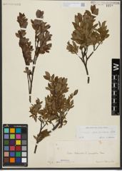 Foto von Salix waldsteiniana Willd.